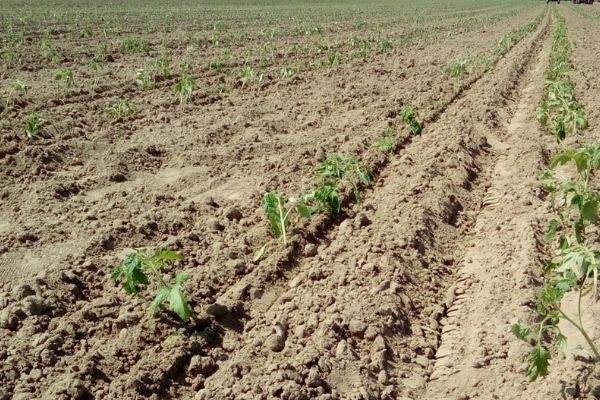 Brakuje wody na plantacjach